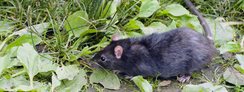 הדברה חולדה מצויה